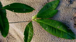 Image of Esenbeckia grandiflora Mart.