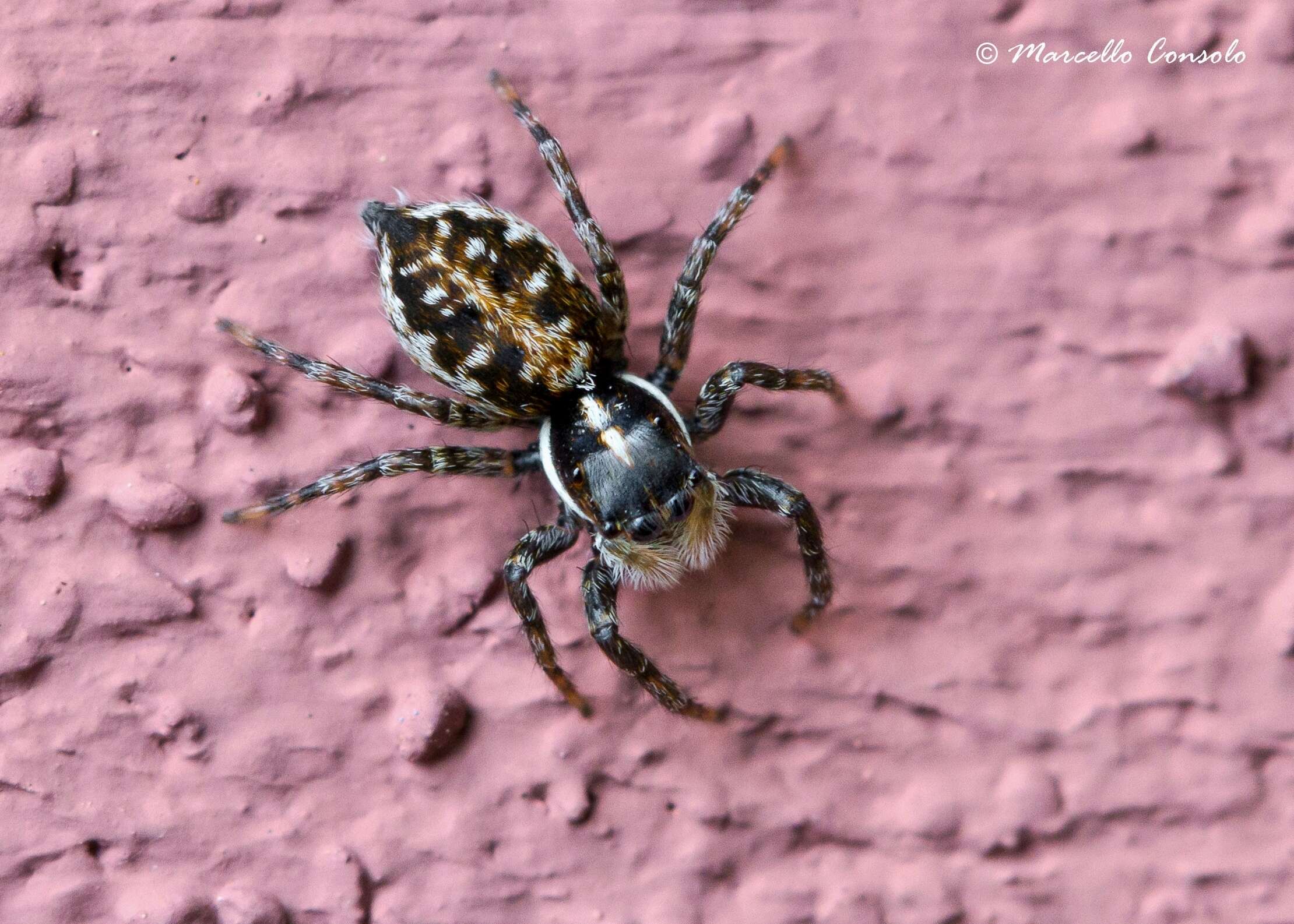 Image of Jumping spider