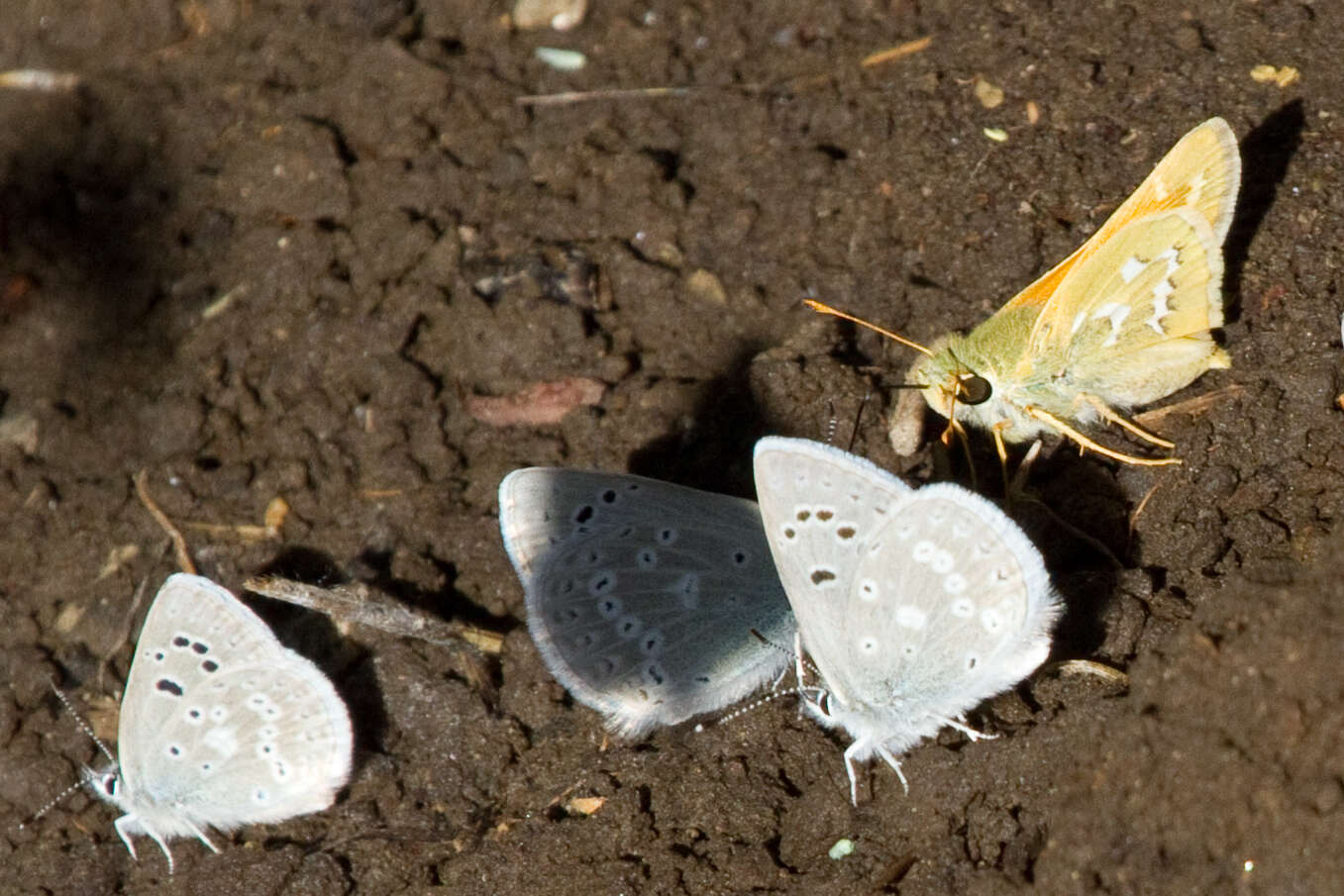 Image of Boisduval's Blue