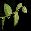 Image of Ficus repens