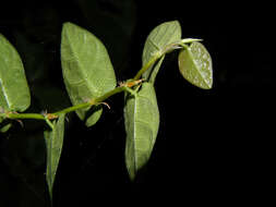 Image of Ficus