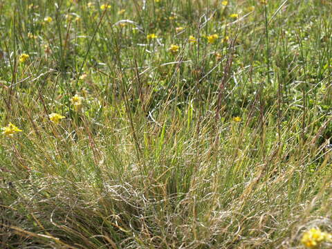 Image of Sierran False Needle Grass