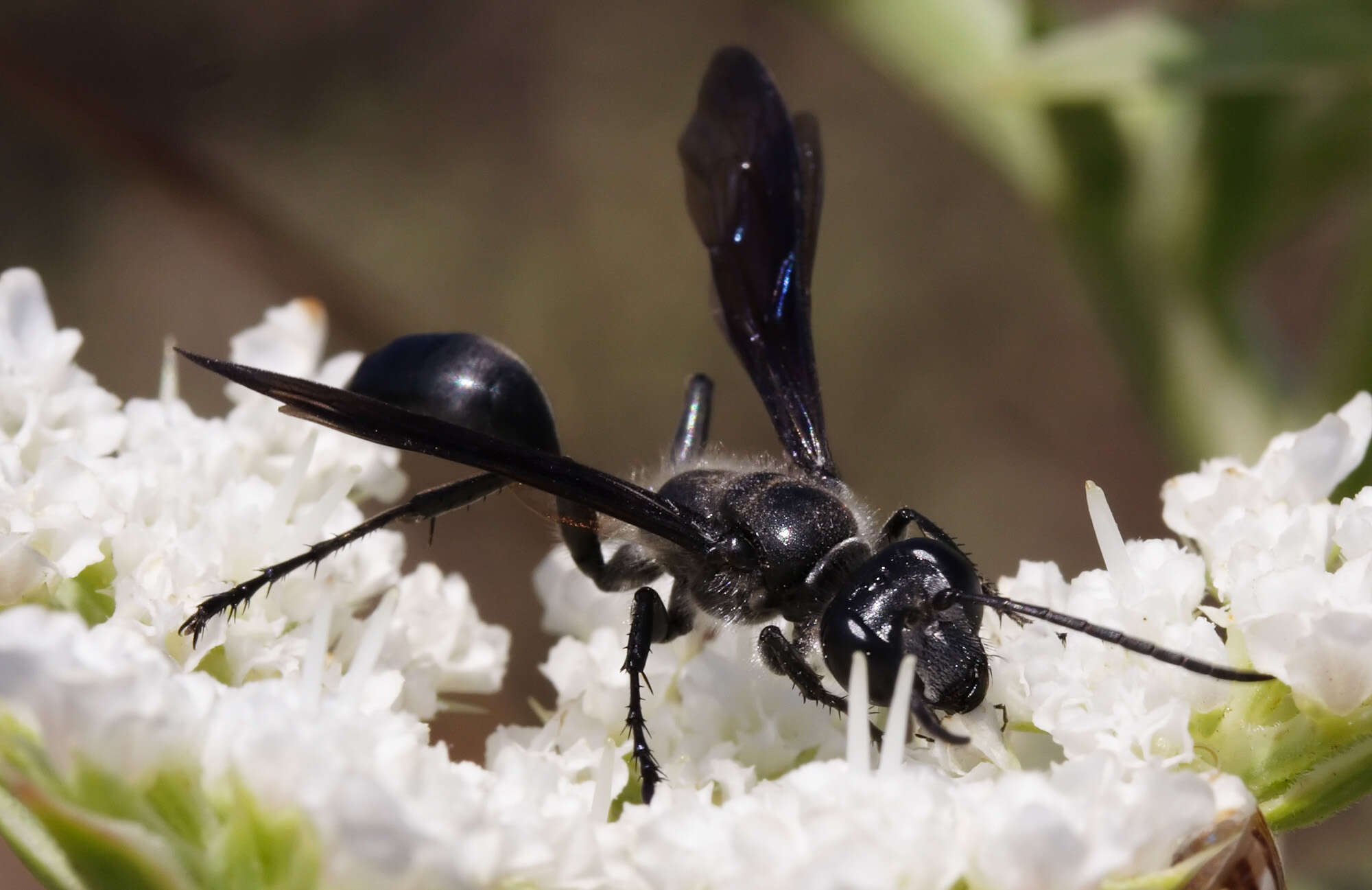 Image of Mud dauber