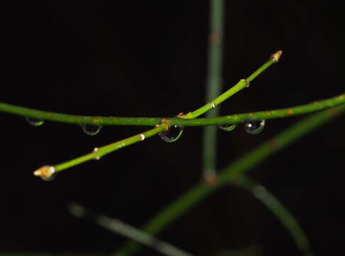 Image of Cornelian cherry dogwood