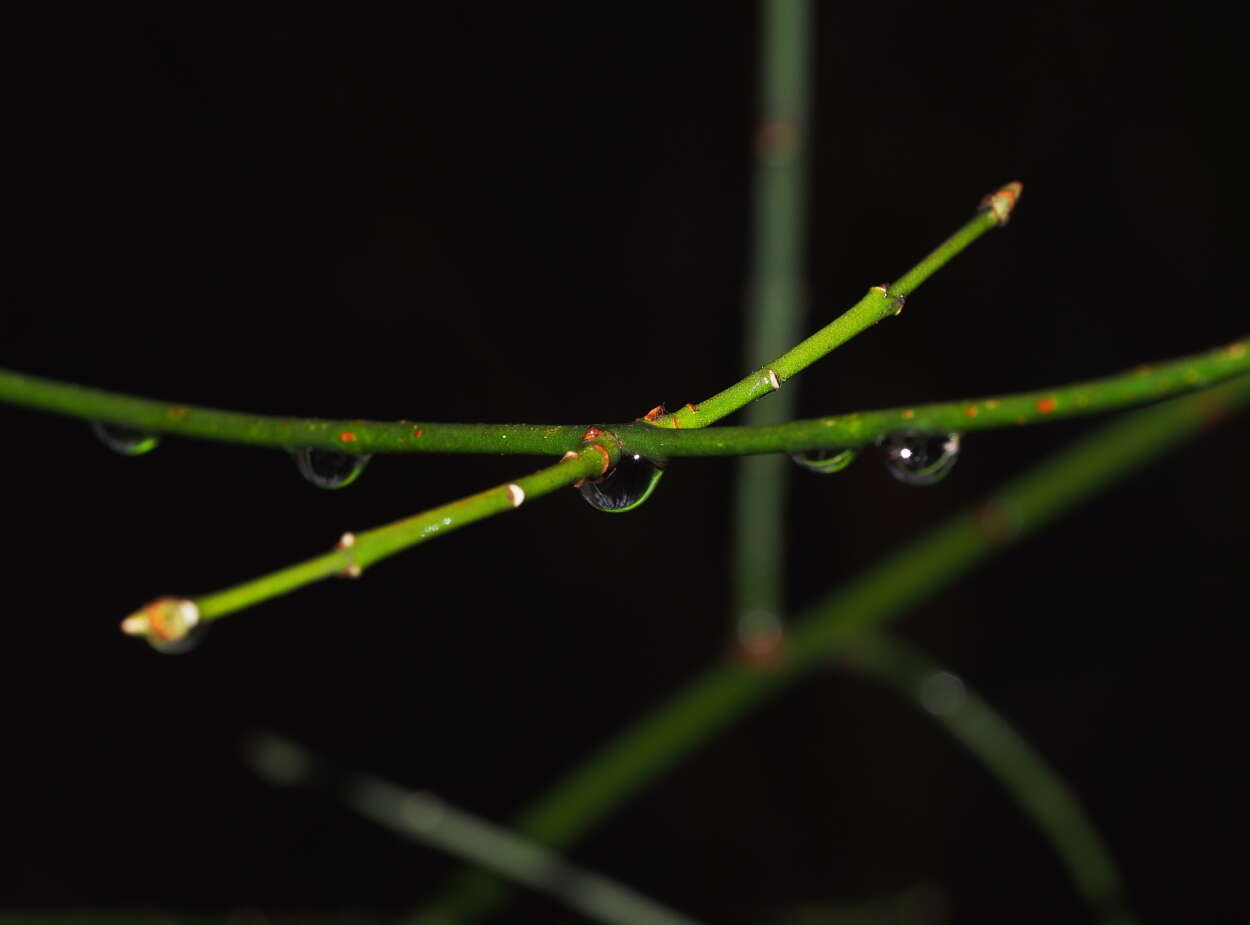 Image of dogwoods