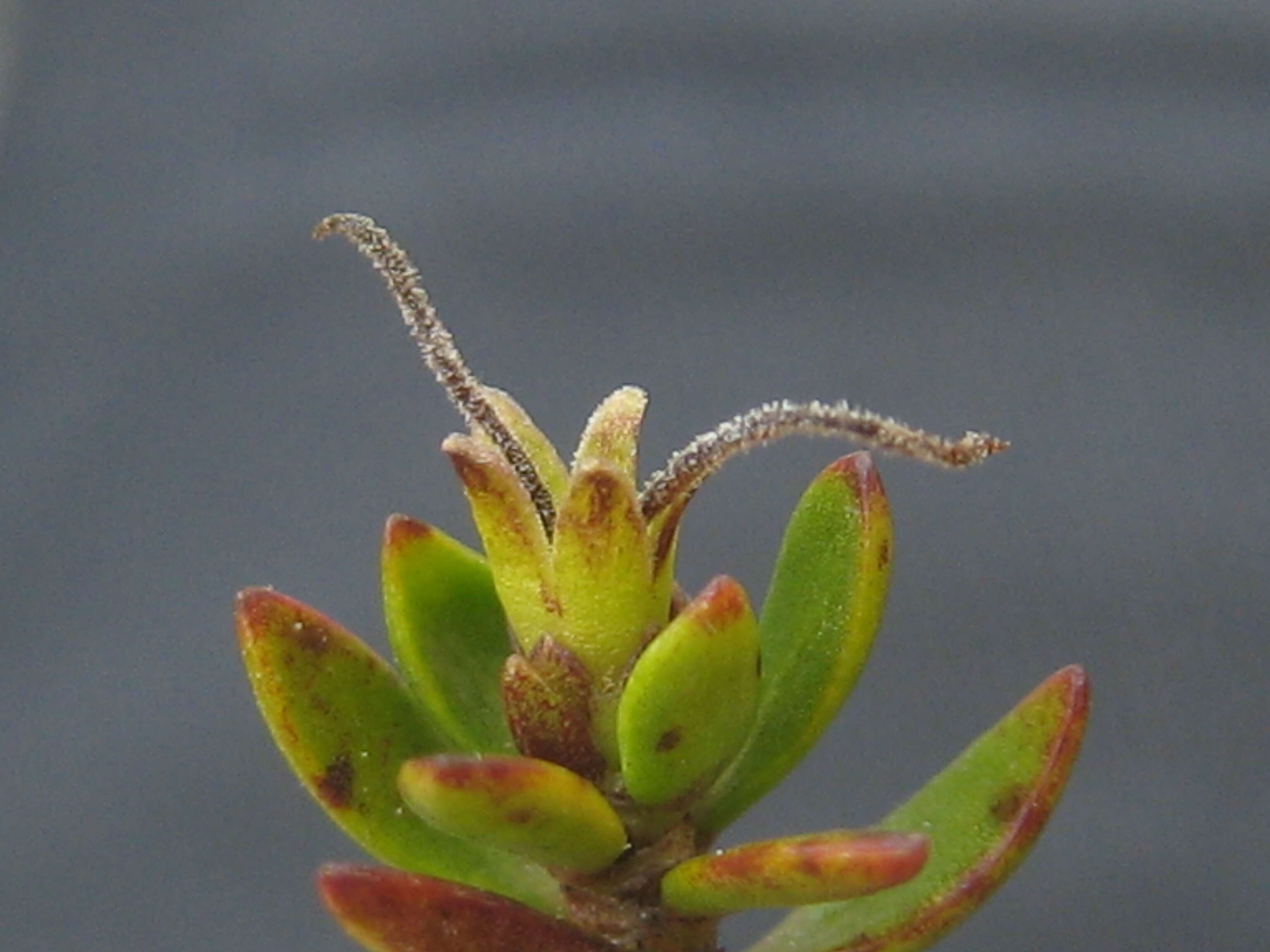 Image of Coprosma niphophila Orchard