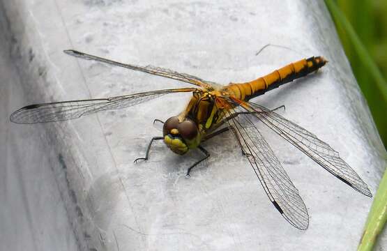 Image of Sympetrum Newman 1833