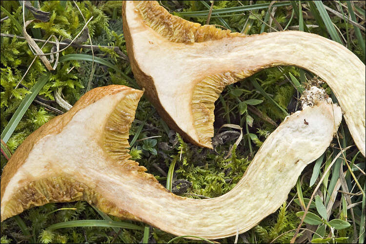 Image of Suillus bovinus (L.) Roussel 1796