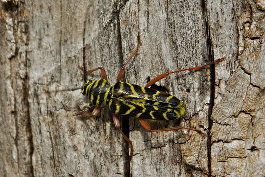 Image of Locust Borer