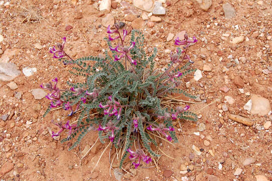 Image of Woolly Locoweed