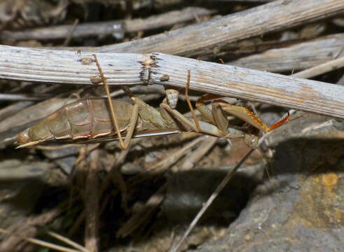 Image of Mediterranean Mantis