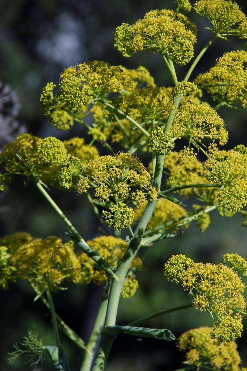 Image of Giant Fennel