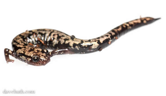 Image of Woodland salamander