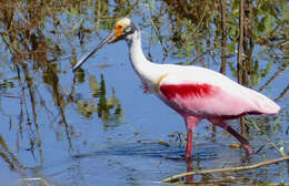 Image of Roseate Spoonbill