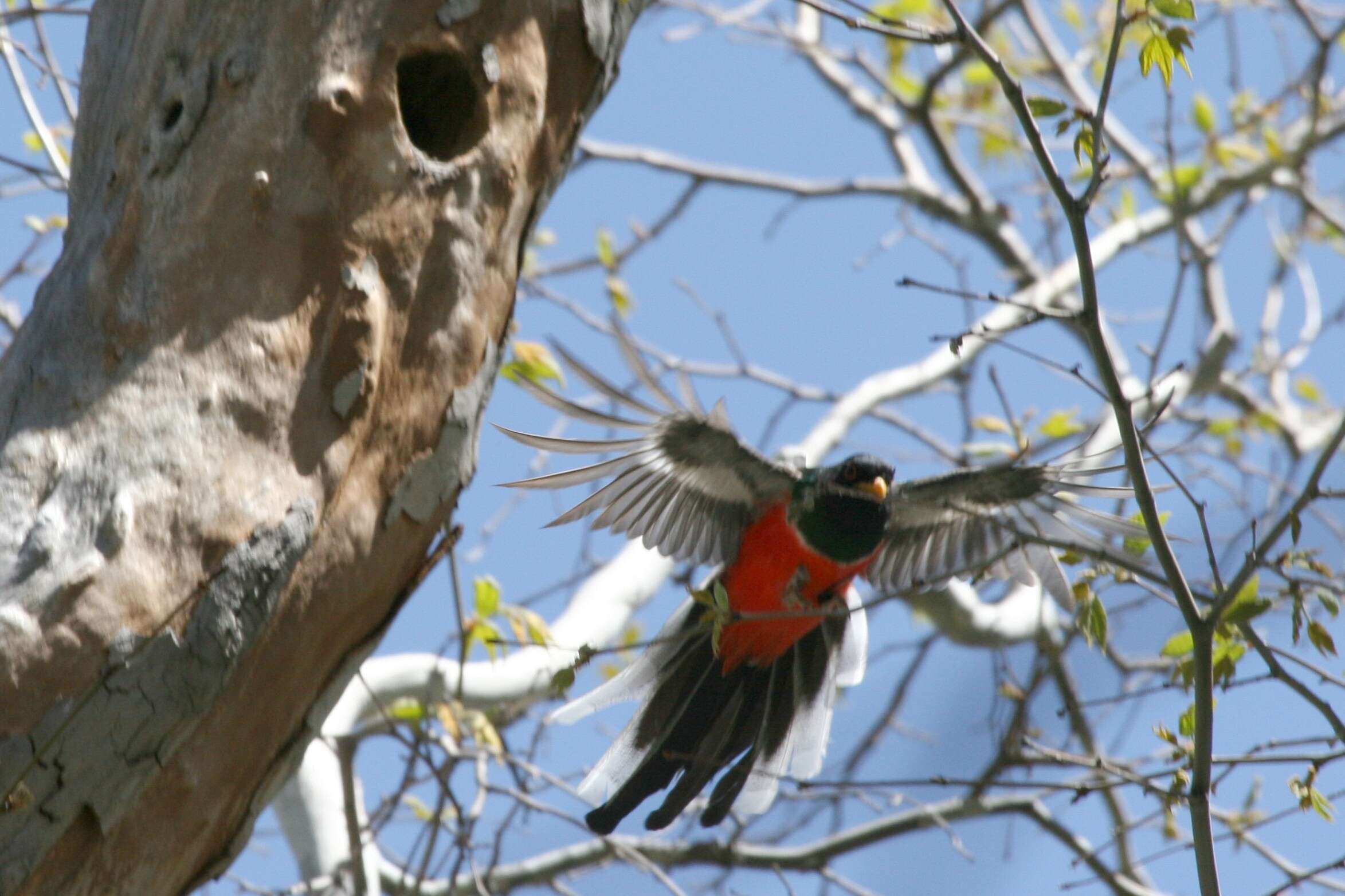 Слика од Trogon Brisson 1760