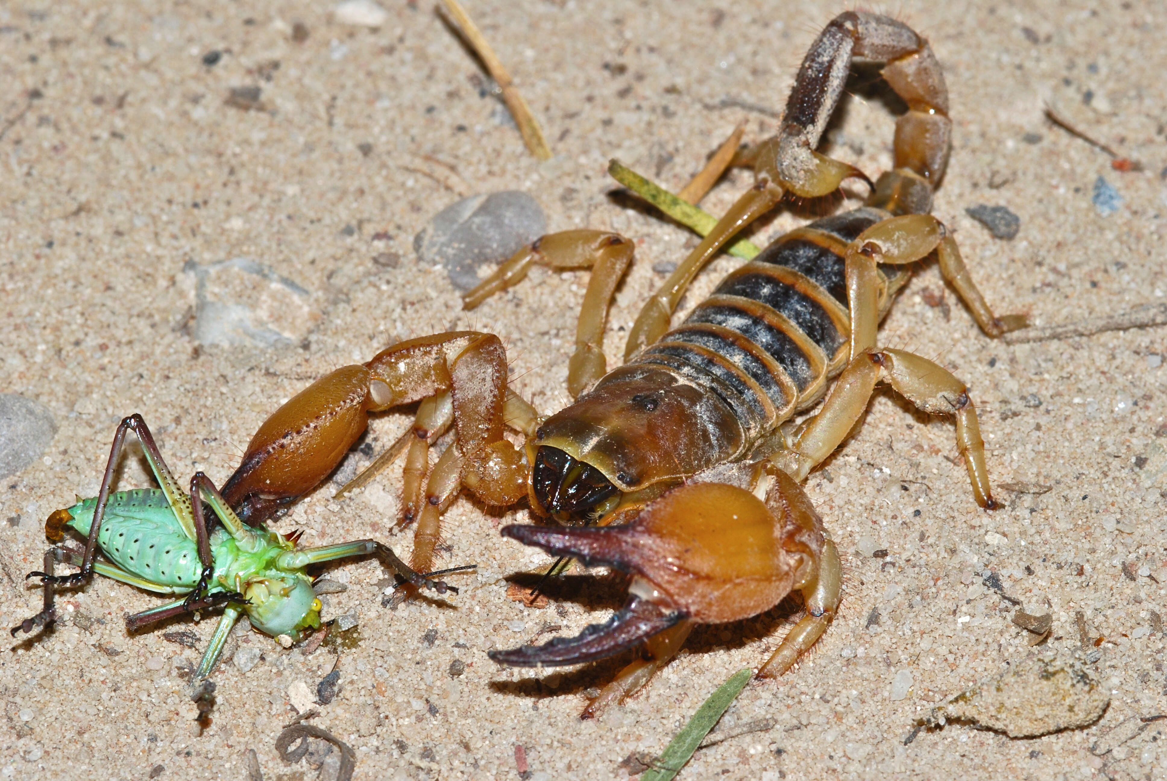 Image of hissing scorpions