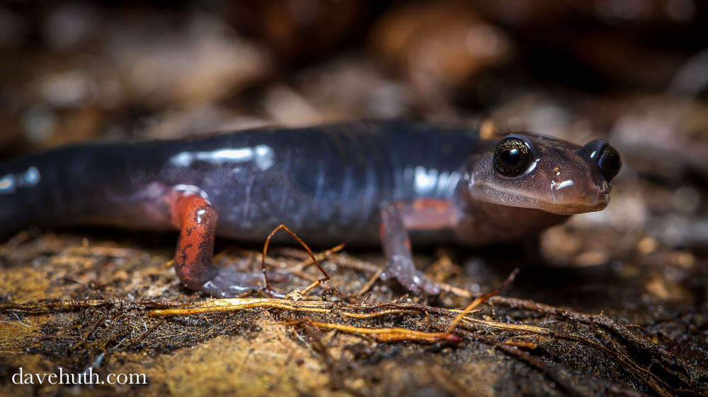 Plethodon shermani Stejneger 1906 resmi