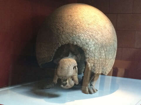 Image of Glyptodon Owen 1839