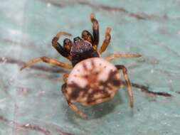 Image of Spiny orb-weavers