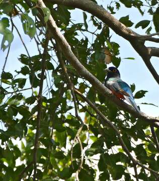 Image of Blue-crowned Trogon