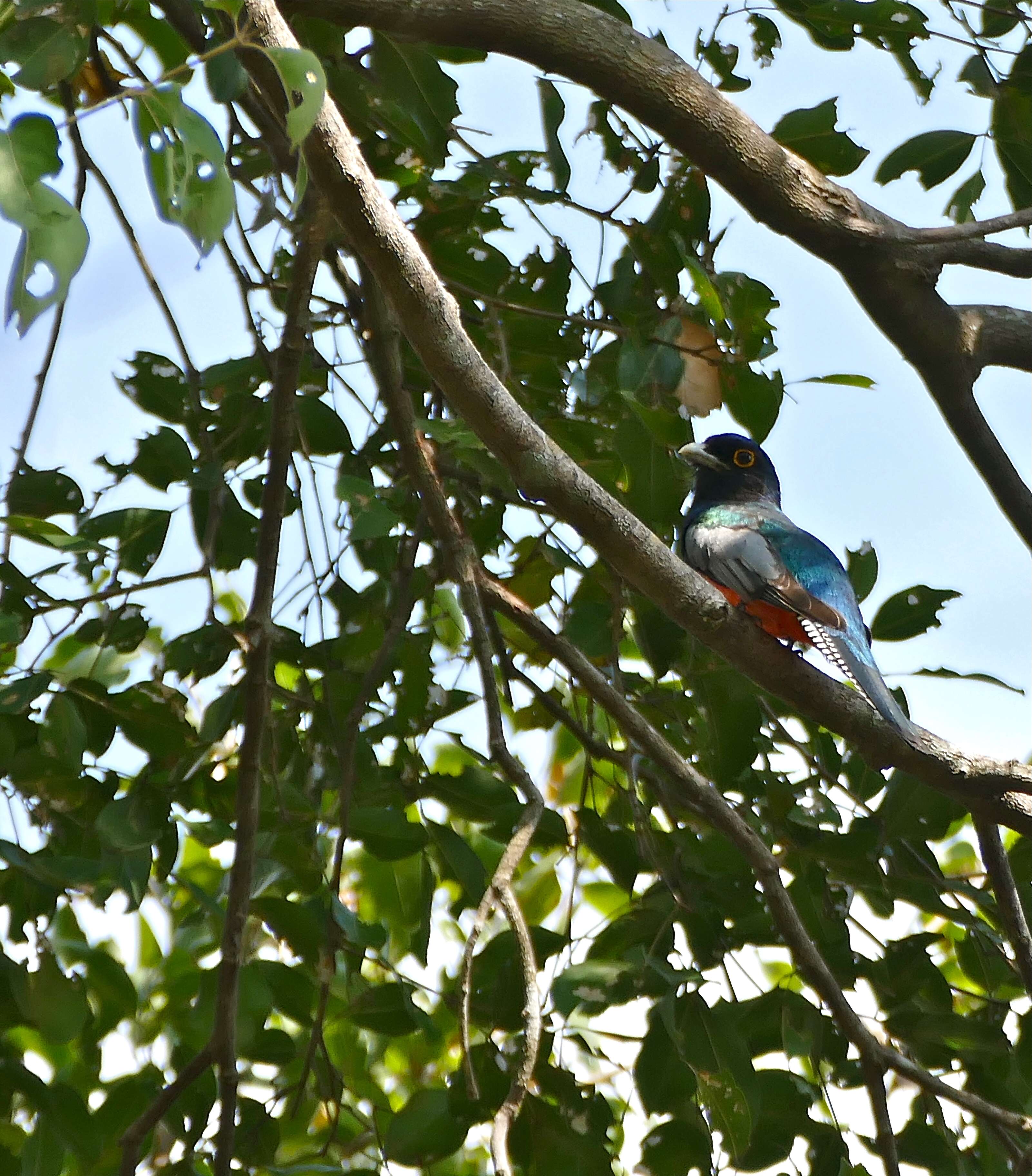 Image of Trogon Brisson 1760