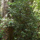 صورة Camellia connata Craib