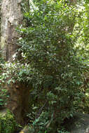 Image of Camellia connata Craib