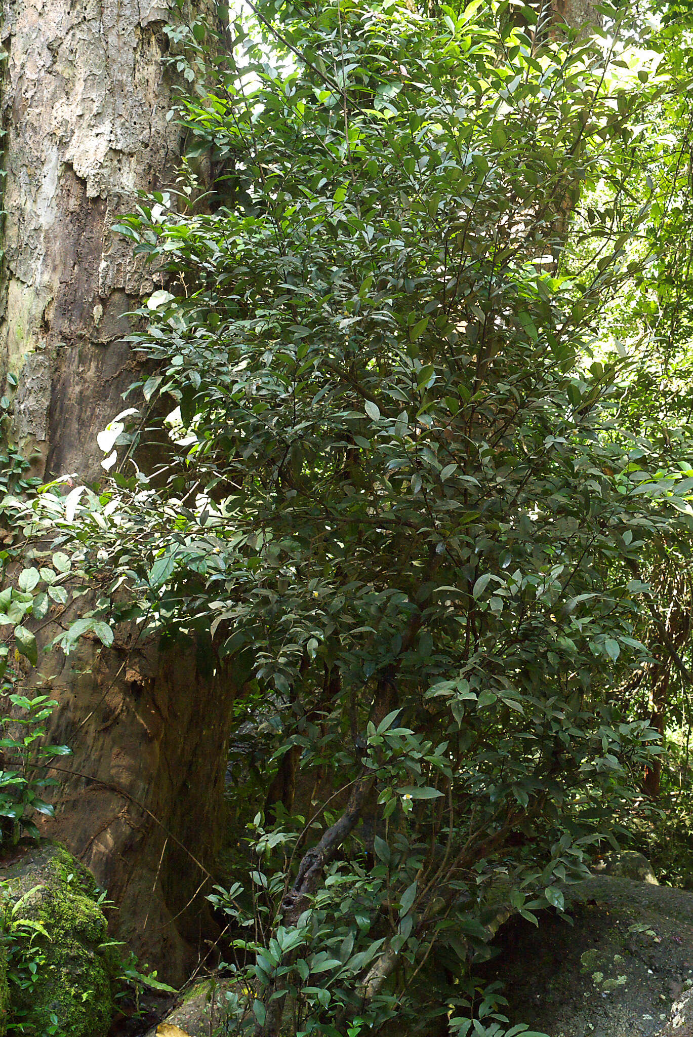 Image of Camellia connata Craib