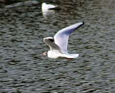 Image of Black-headed Gull