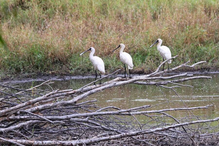 Image of Royal Spoonbill