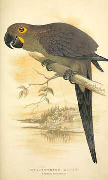 Image of Hyacinth Macaw