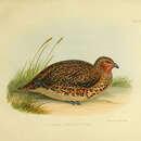 Image of New Zealand quail