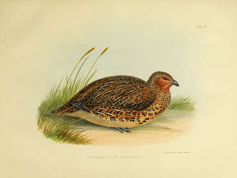 Image of New Zealand quail