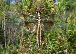 Libellula luctuosa Burmeister 1839 resmi