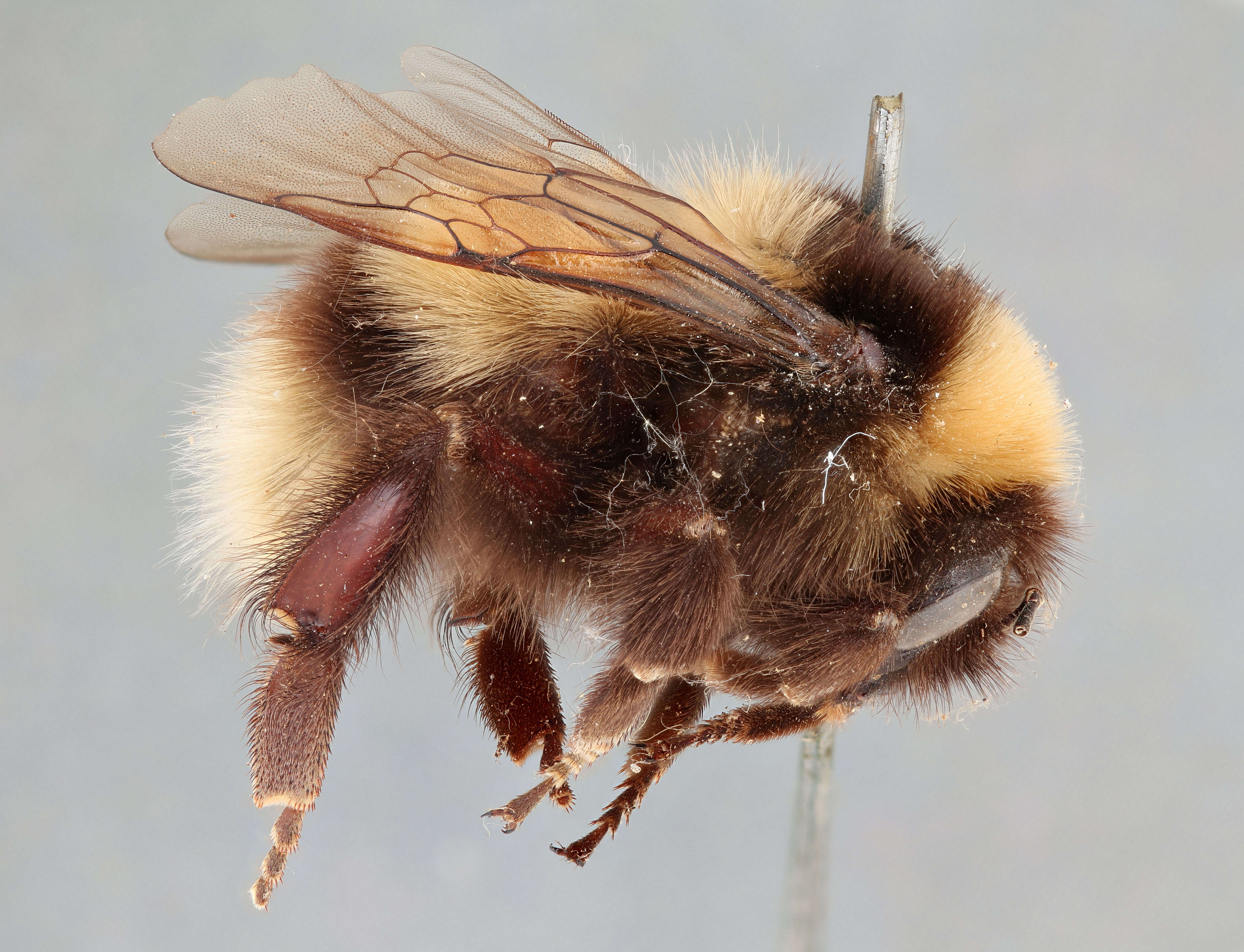 Image of Bumblebees