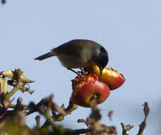 Image of Typical warblers