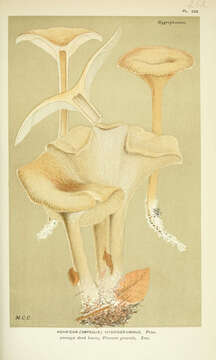 Image of Clitocybe hydrogramma (Bull.) P. Kumm. 1871