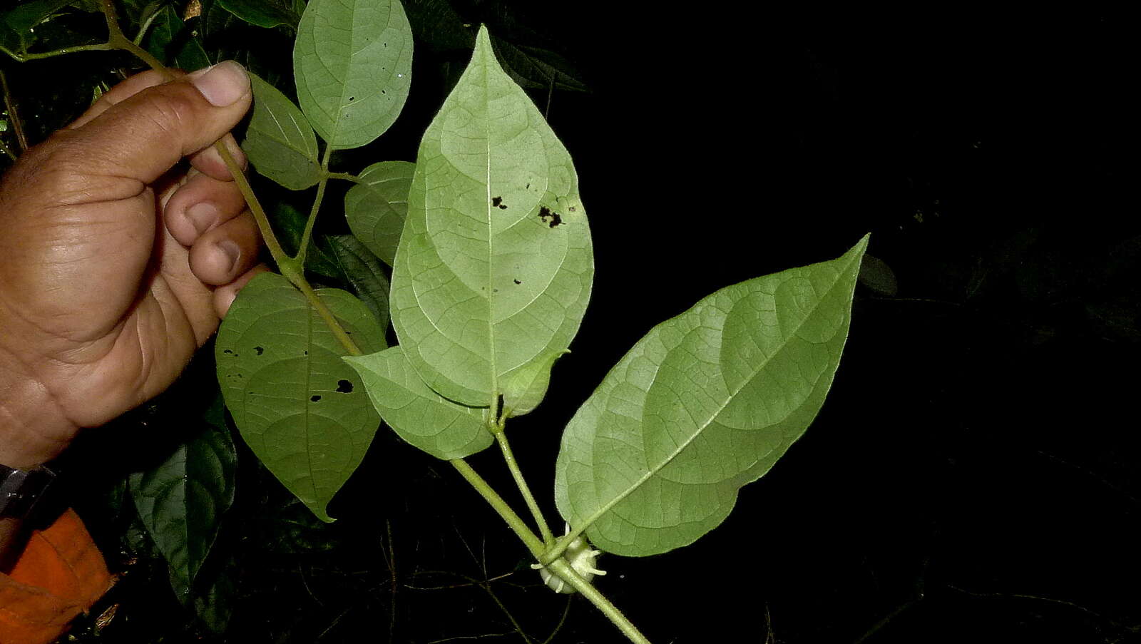 صورة Lycianthes pauciflora (Vahl) Bitter