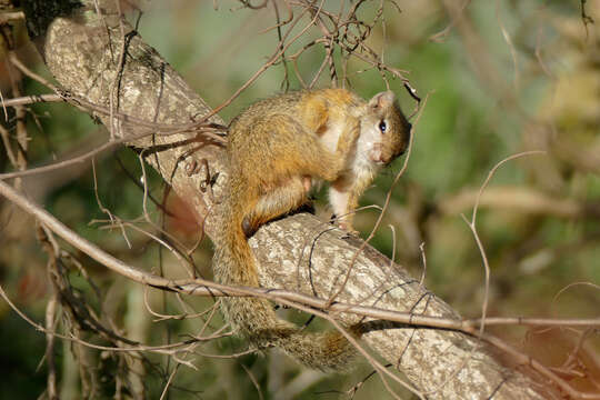 Imagem de Paraxerus cepapi (A. Smith 1836)