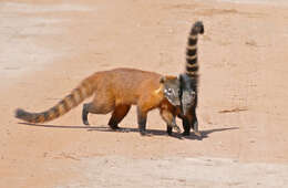 Image of South American Coati