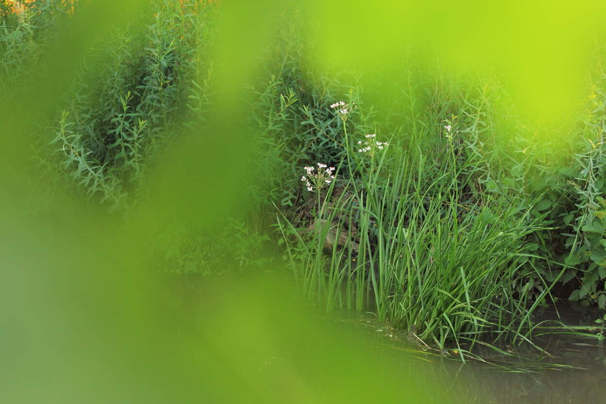 Image of flowering rush family