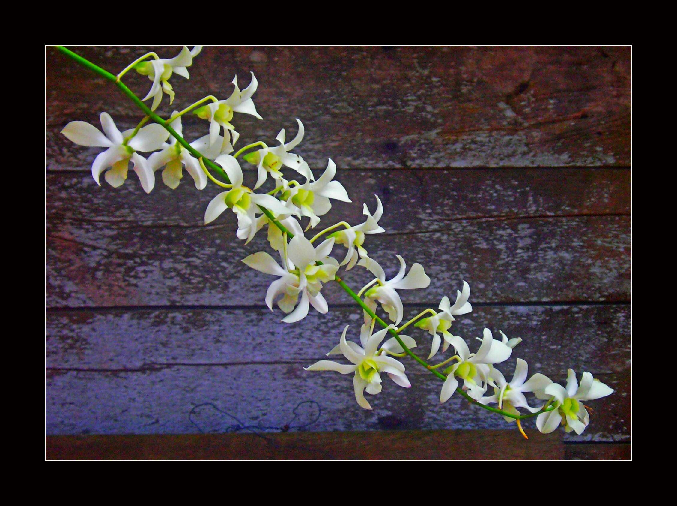 Image of Dendrobium dearei Rchb. fil.