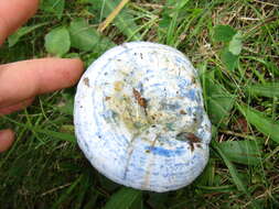 Image of Milk Cap Mushrooms