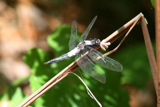 Image of Chalk-fronted Corporal