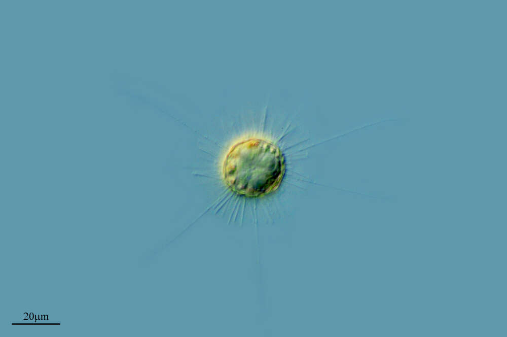 Image of Acanthocystidae