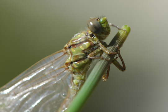 Image of blue-eyed hook-tailed dragonfly