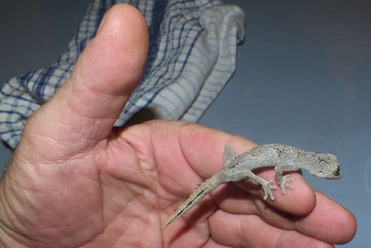 Image of spiny-tailed geckos