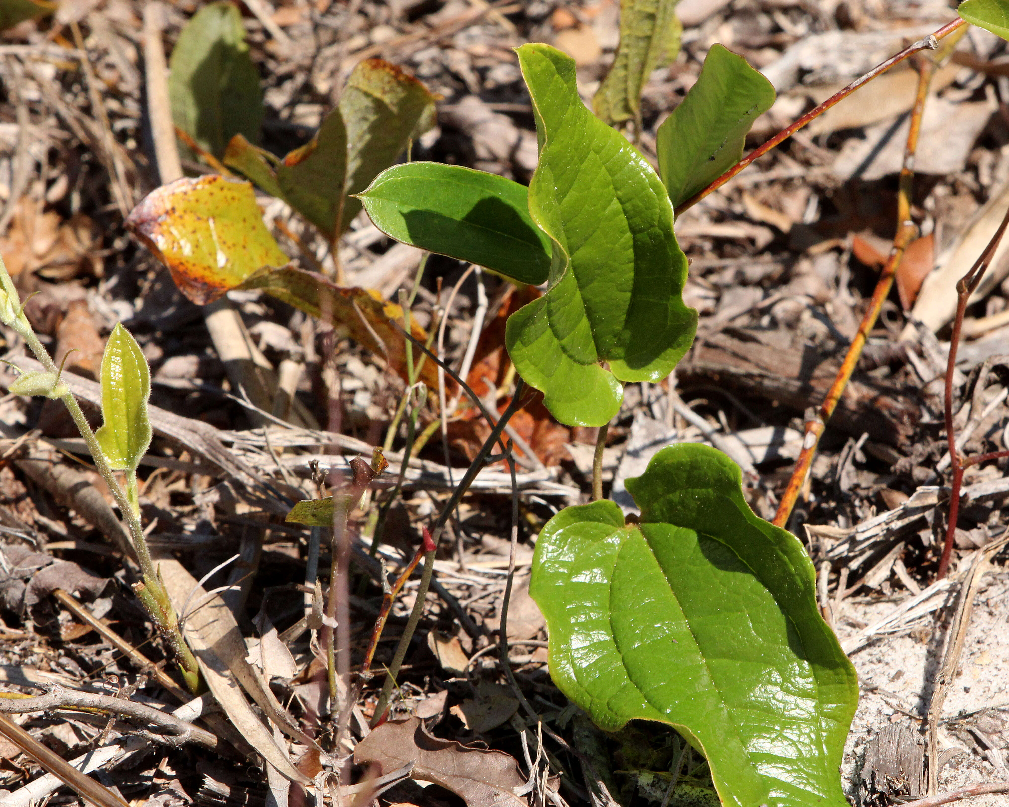 Image of Sarsparilla-Vine