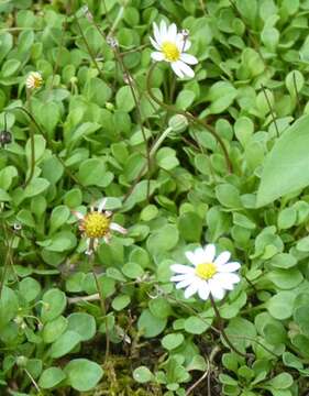 Image de Bellium fausse pâquerette