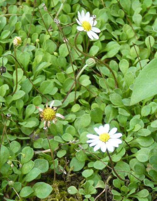 Image de Bellium fausse pâquerette